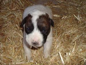 AustralianCattleDogPupies